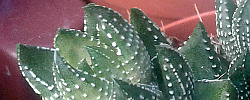 Care of the succulent plant Haworthia reinwardtii or Zebra Wart.