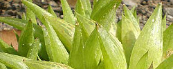 Care of the succulent plant Haworthia turgida or Aloe turgida.