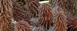 Cuidados de la planta suculenta Huernia pillansii o Huernia de Pillans.