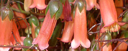 Cuidados de la planta suculenta Kalanchoe uniflora o Kalanchoe ambrensis.