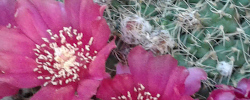 Care of the cactus Maihueniopsis subterranea or Puna subterranea.
