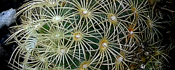 Cuidados de la planta Mammillaria elongata o Biznaga elongada.