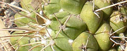 Care of the cactus Mammillaria magnimamma or Mexican Pincushion.