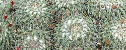 Care of the cactus Mammillaria parkinsonii or Owl-eye cactus.