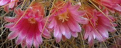 Care of the plant Mammillaria pringlei or Lemon ball cactus.