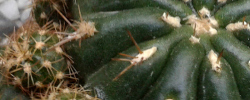 Care of the plant Matucana polzii or Matucana aurantiaca subs polzii.