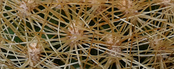 Care of the cactus Matucana weberbaueri or Echinocactus weberbaueri.