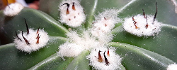 Cuidados de la planta Melocactus curvispinus o Melón de monte.
