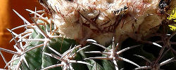 Care of the cactus Melocactus peruvianus or Turk's cap cactus.