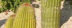are of the plant Neobuxbaumia polylopha or Golden Saguaro.