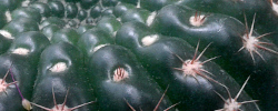 Cuidados de la planta Parodia werneri o Notocactus uebelmannianus.