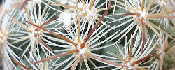 Cuidados de la planta Pediocactus simpsonii o Echinocactus simpsonii.