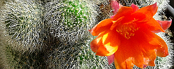 Care of the cactus Rebutia muscula or White-haired Crown.