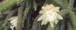 Cuidados del cactus de interior Rhipsalis pilocarpa or Erythrorhipsalis pilocarpa.