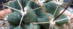 Cuidados de la planta Mammillaria candida o Biznaga bola de nieve.