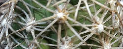 Care of the cactus Sclerocactus mesa-verdae or Mesa Verde Cactus.