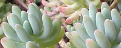 Care of the succulent plant Sedum pachyphyllum or Jelly Bean Plant.