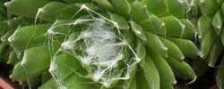 Care of the succulent plant Sempervivum arachnoideum or Cobweb house-leek.