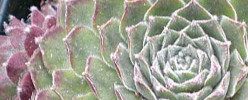 Care of the plant Sempervivum calcareum or Houseleek.