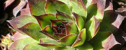 Cuidados de la planta Sempervivum tectorum o Siempreviva mayor.