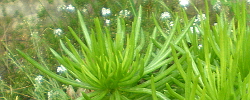 Care of the succulent plant Senecio barbertonicus or Barberton groundsel.
