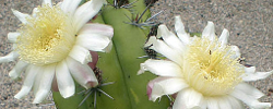 Care of the cactus Stenocereus griseus or Mexican organ pipe.