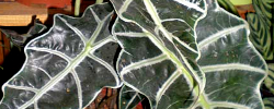 Care of the plant Alocasia x amazonica or Amazonian Elephant Ear.