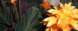 Care of the plant Calathea crocata or Eternal Flame plant.