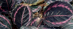 Care of the indoor plant Calathea roseopicta or Rose-painted calathea.