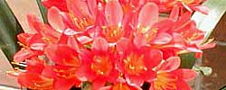Care of the indoor plant Clivia miniata or Bush lily.