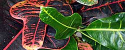 Care of the indoor plant Codiaeum variegatum or Fire croton.