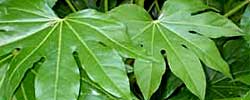 Cuidados de la planta de interior Fatsia japonica o Aralia.