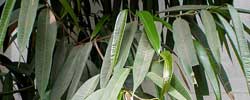 Care of the indoor plant Ficus binnendijkii or Long leaf fig.