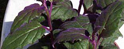 Care of the indoor plant Gynura aurantiaca or Velvet plant.