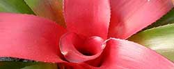 Care of the plant Neoregelia carolinae or Blushing Bromeliad.