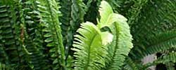 Care of the plant Nephrolepis exaltata or Boston Fern.