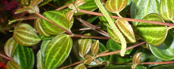 Cuidados de la planta Peperomia angulata o Peperomia quadrangularis.