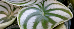Cuidados de la planta Peperomia argyreia o Peperomia sandía.