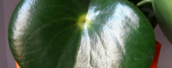 Cuidados de la planta Peperomia polybotrya o Corazón de hombre.