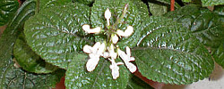 Care of the indoor plant Plectranthus ciliatus or Purple-leaved plectranthus.