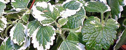 Cuidados de la planta Plectranthus coleoides o Planta del incienso.