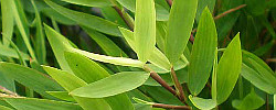 Care of the indoor plant Pogonatherum paniceum or Miniature Bamboo.