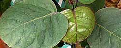 Care of the indoor plant Polyscias balfouriana or Aralia Balfour.