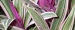 Care of the plant Tradescantia spathacea or Moses in a Basket.