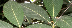 Cuidados de la planta de interior Sanchezia speciosa, Sanchezia o Cachimbo amarillo.