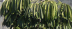Cuidados de la planta Schefflera actinophylla o Árbol Pulpo.
