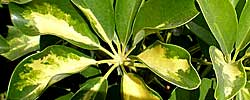 Cuidados de la planta de interior Schefflera arboricola o Escheflera variegada.