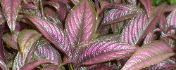 Care of the plant Strobilanthes dyerianus or Persian shield.