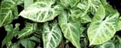 Cuidados de la planta de interior Syngonium podophyllum o Singonio.
