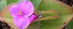 Care of the indoor plant Tradescantia sillamontana or Cobweb Spiderwort.